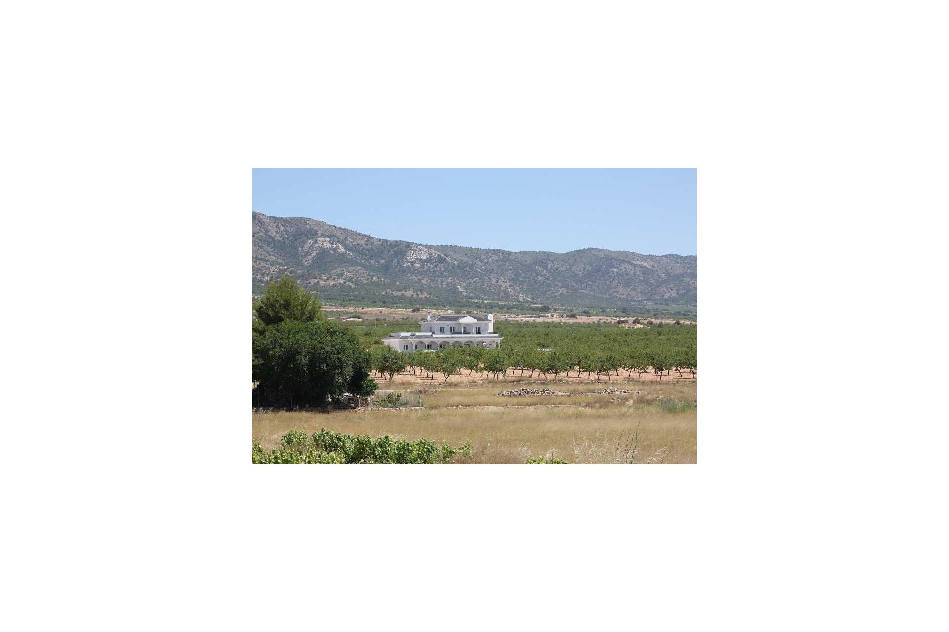New Build - Villa - Pinoso - Camino Del Prado